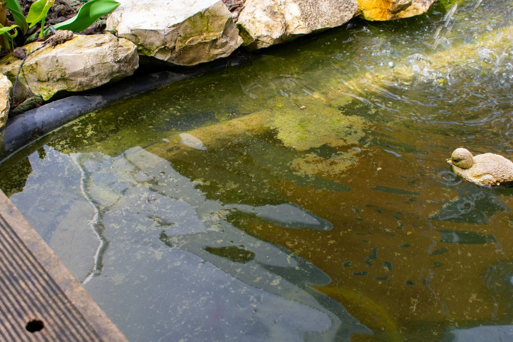 Algen Im Teich Entfernen