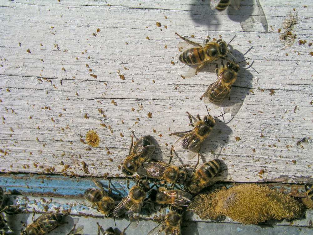 Bienenkot Entfernen