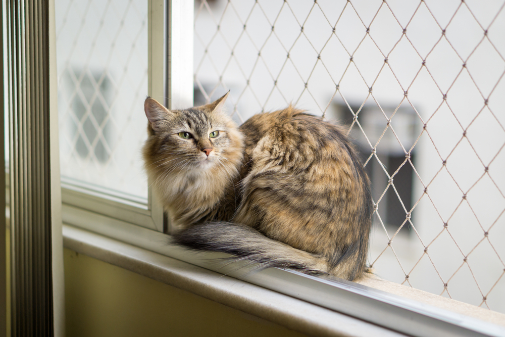 Katzennetz Fenster Kleben